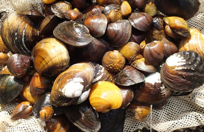 pile of freshwater mussels